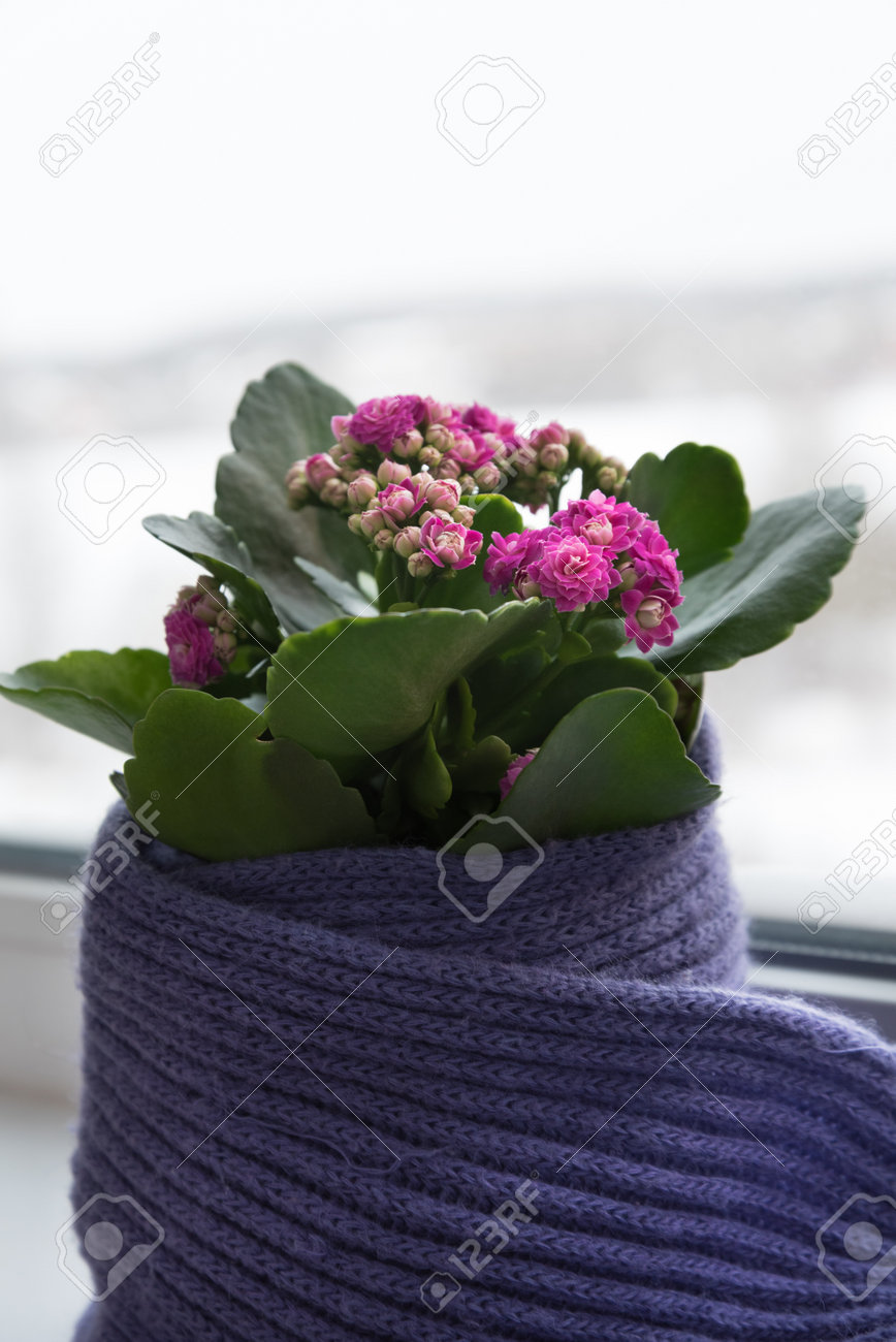 The flower in the pot is carefully wrapped in a scarf. The plant stands on the windowsill, the winter weather is visible outside the window. The concept of care and love - 168593578 The flower in the pot is carefully wrapped in a scarf. The plant stands on the windowsill, the winter weather is visible outside the window. The concept of care and love - 168593578