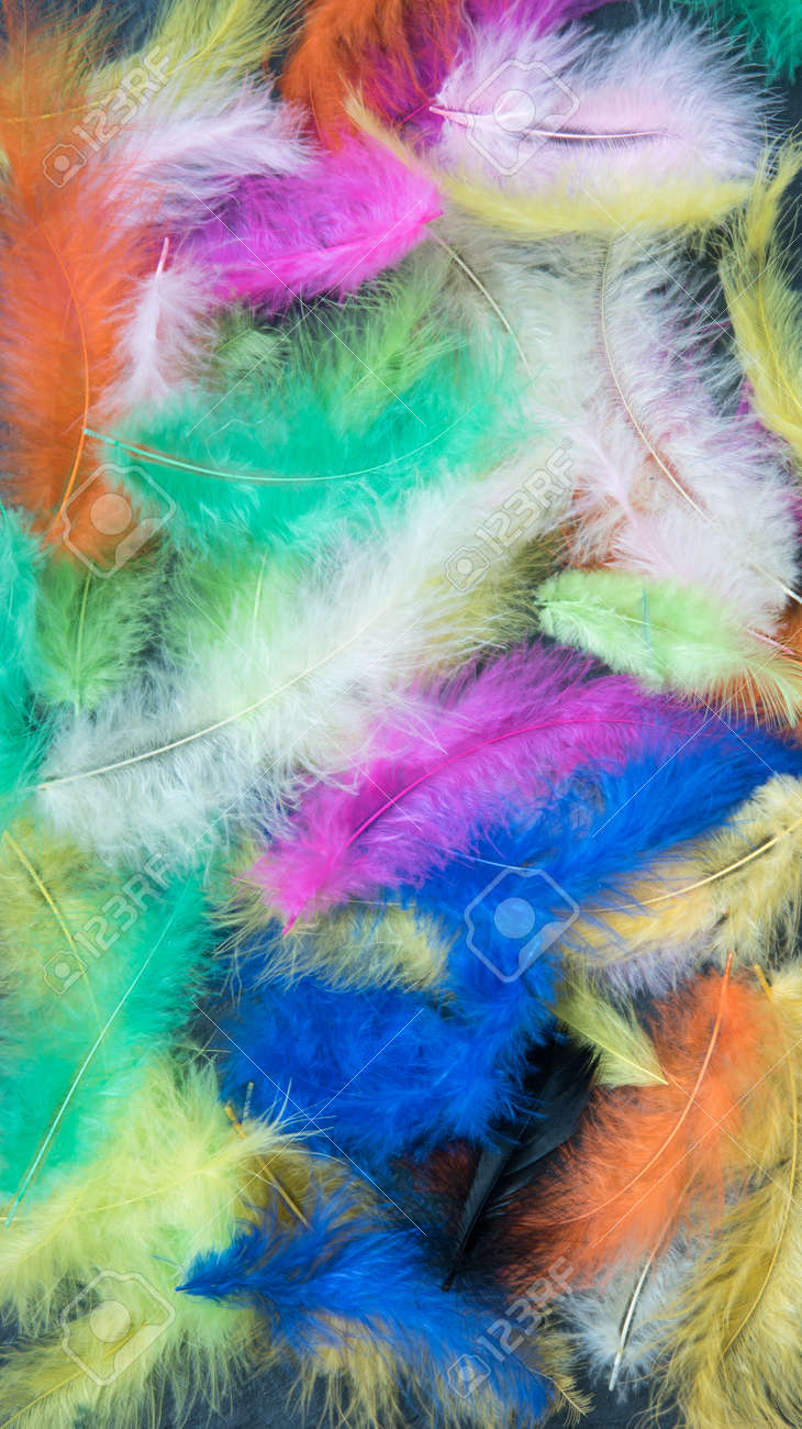 Feathers of different colors. Background, feather texture. An abundance of color - 168593953 Feathers of different colors. Background, feather texture. An abundance of color - 168593953