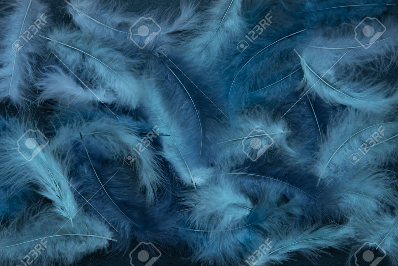 Feathers of delicate blue shades. Background, texture. Abstract and stylish background. Smooth lines and texture of feather, down - 168593957 Feathers of delicate blue shades. Background, texture. Abstract and stylish background. Smooth lines and texture of feather, down - 168593957