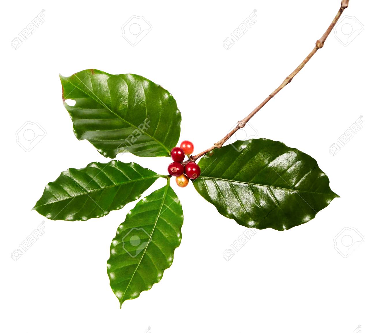 Red Coffee Beans On A Branch Of Coffee Tree With Leaves Ripe Stock Photo Picture And Royalty Free Image Image 97630402