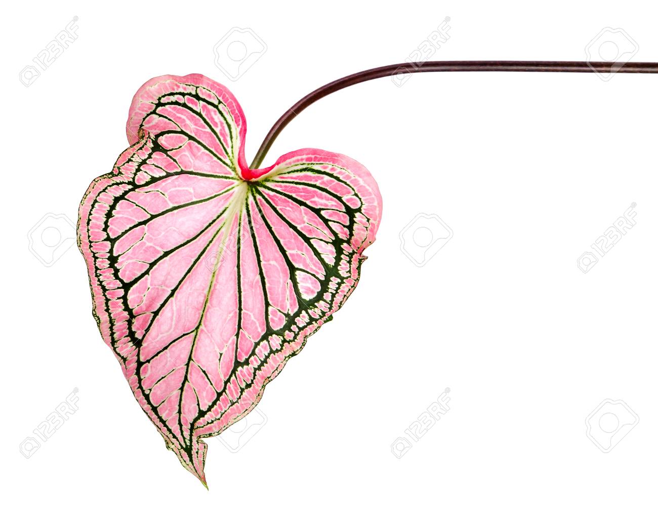 caladium bicolor with pink leaf and green veins florida sweetheart