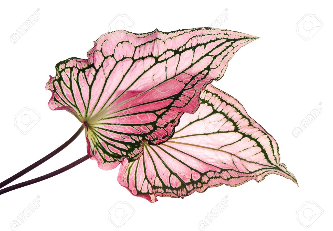 caladium bicolor with pink leaf and green veins florida sweetheart