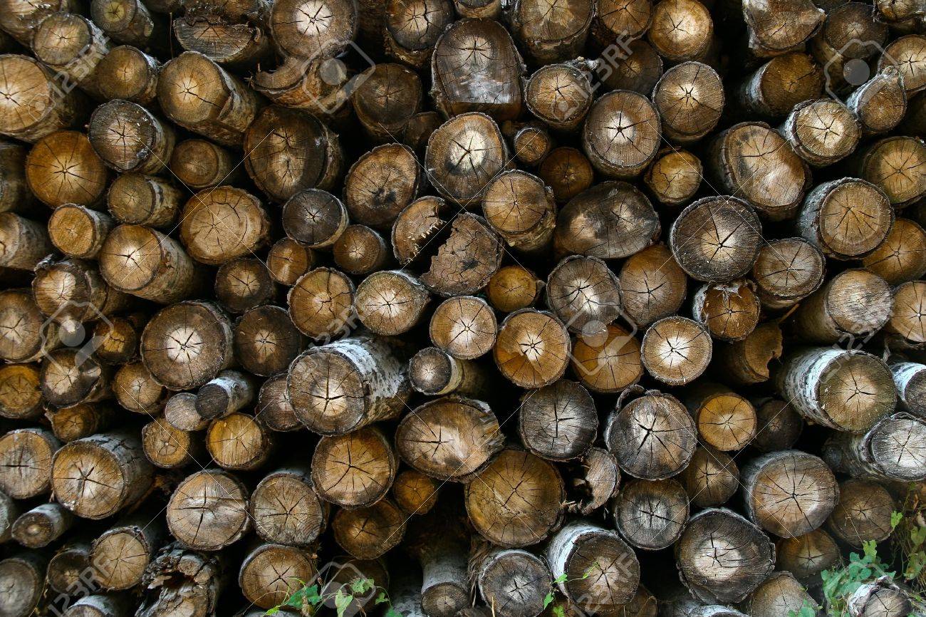 Bundle Of Logs Stack Up In The Forest Stock Photo Picture And Royalty Free Image Image 3556527
