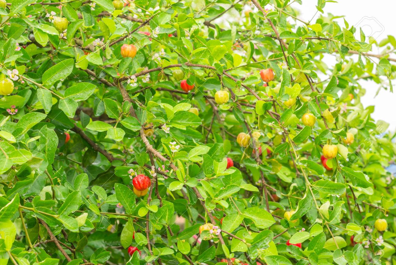 アセロラの木と果実の写真素材・画像素材 Image 39939455