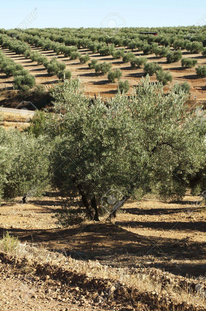 行のオリーブの木 スペインの赤い土 の写真素材 画像素材 Image