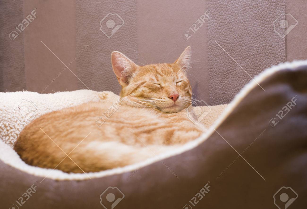 orange cat bed