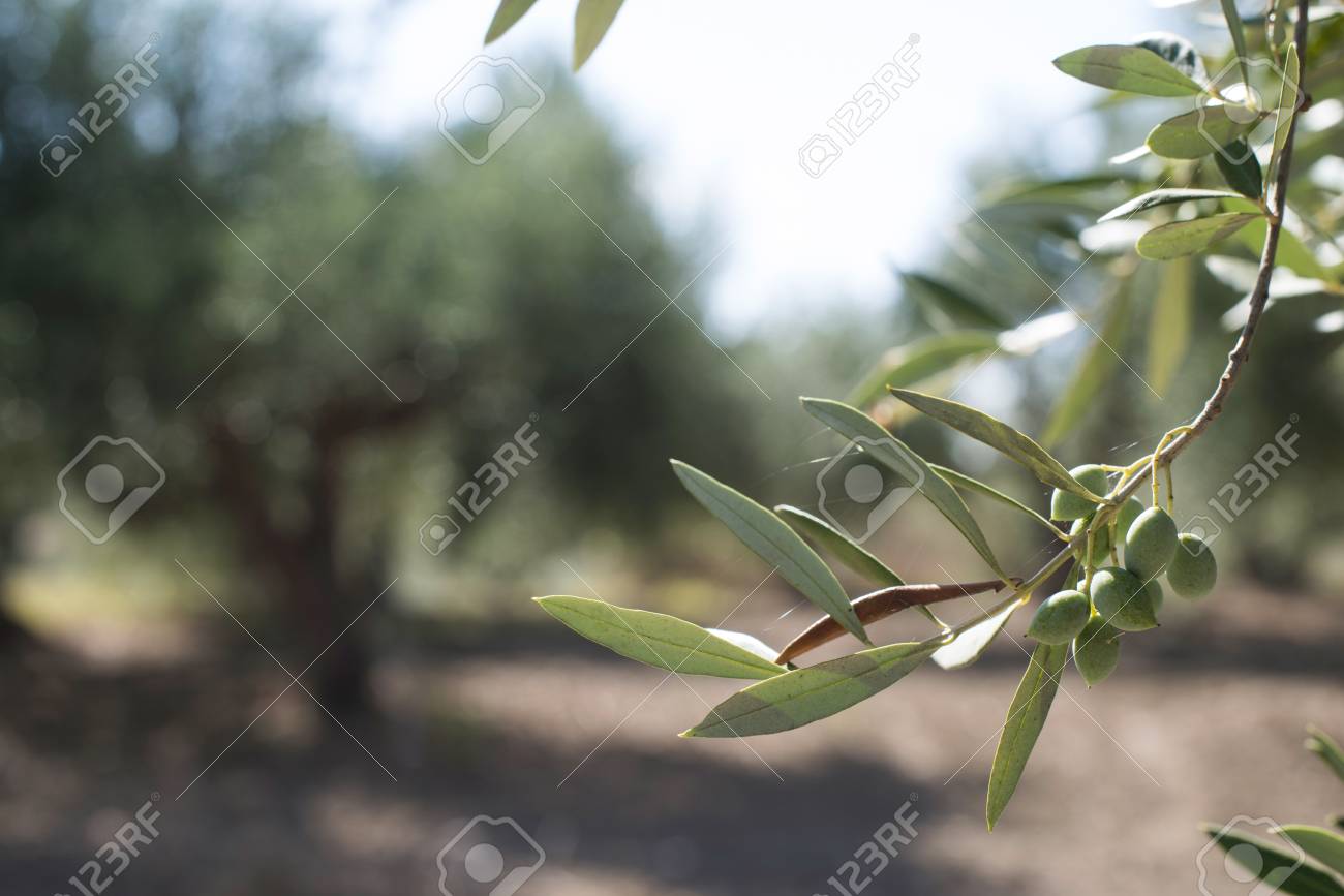 Olive branches on foreground. Olive plantation - 40513269 Olive branches on foreground. Olive plantation - 40513269
