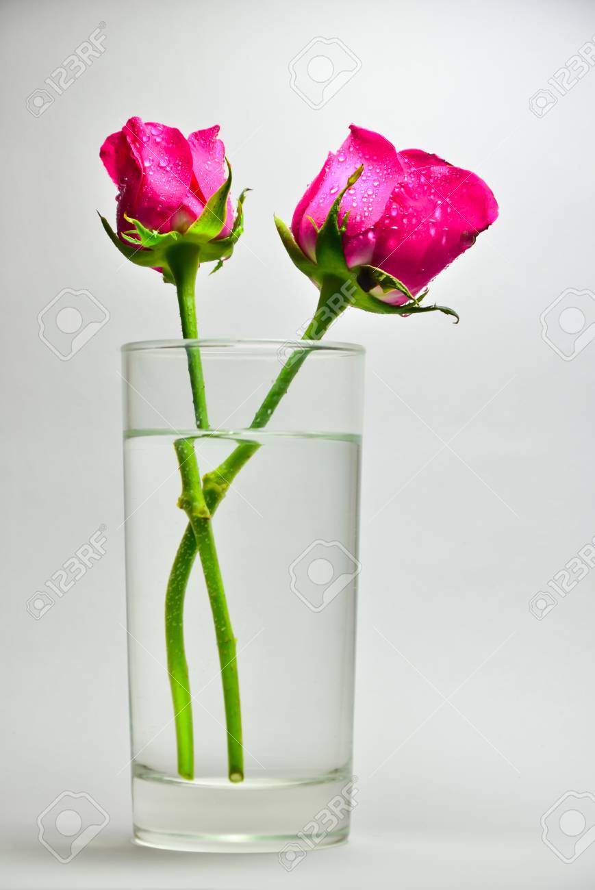 A Rose In A Glass Of Water On A White Background Stock Photo Picture And Royalty Free Image Image A Rose In A Glass Of Water On A White Background Stock Photo Picture And Royalty Free Image Image