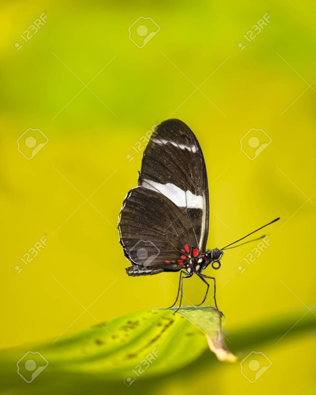 etiam-dictum-ipsum-a-felis