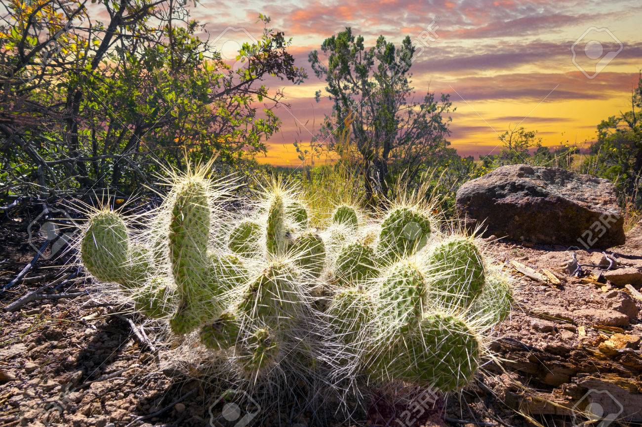 ニュー メキシコ北部に朝早く日光を浴びてサボテンの植物 の写真素材 画像素材 Image