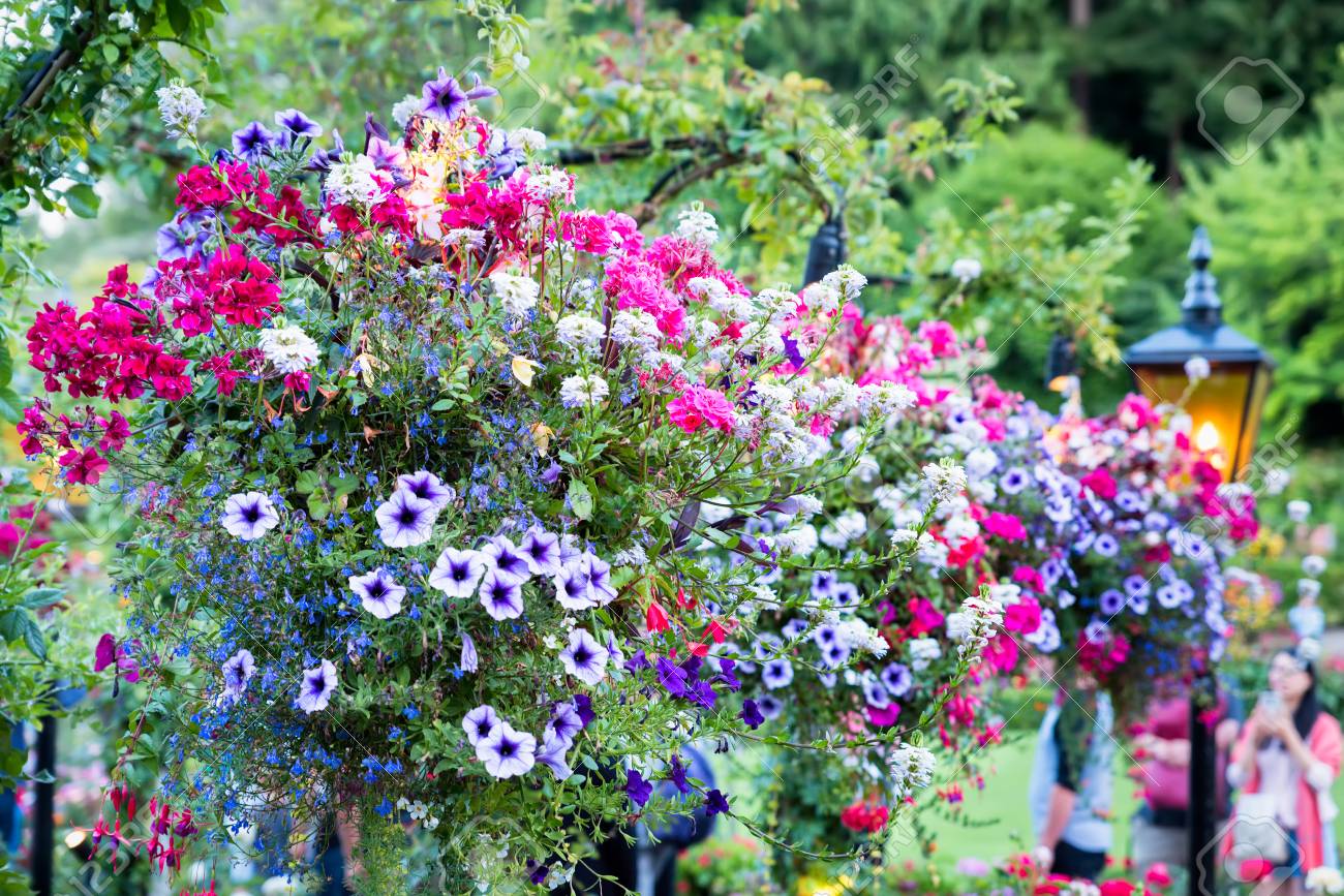 Cestas Colgantes De Flores Al Aire Libre Un Jardín Botánico Canadiense Fotos, Retratos, Imágenes Y Fotografía De Libres Derecho. Image 63275313.