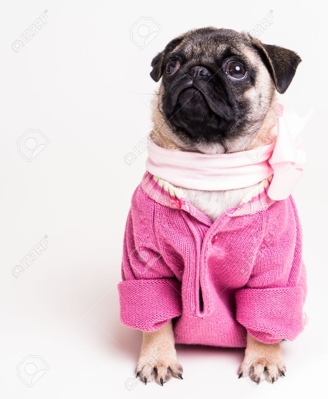 Cute Pug Puppy Dog Wearing A Pink Sweater And Bow Stock Photo, Picture And  Royalty Free Image. Image 15804057.