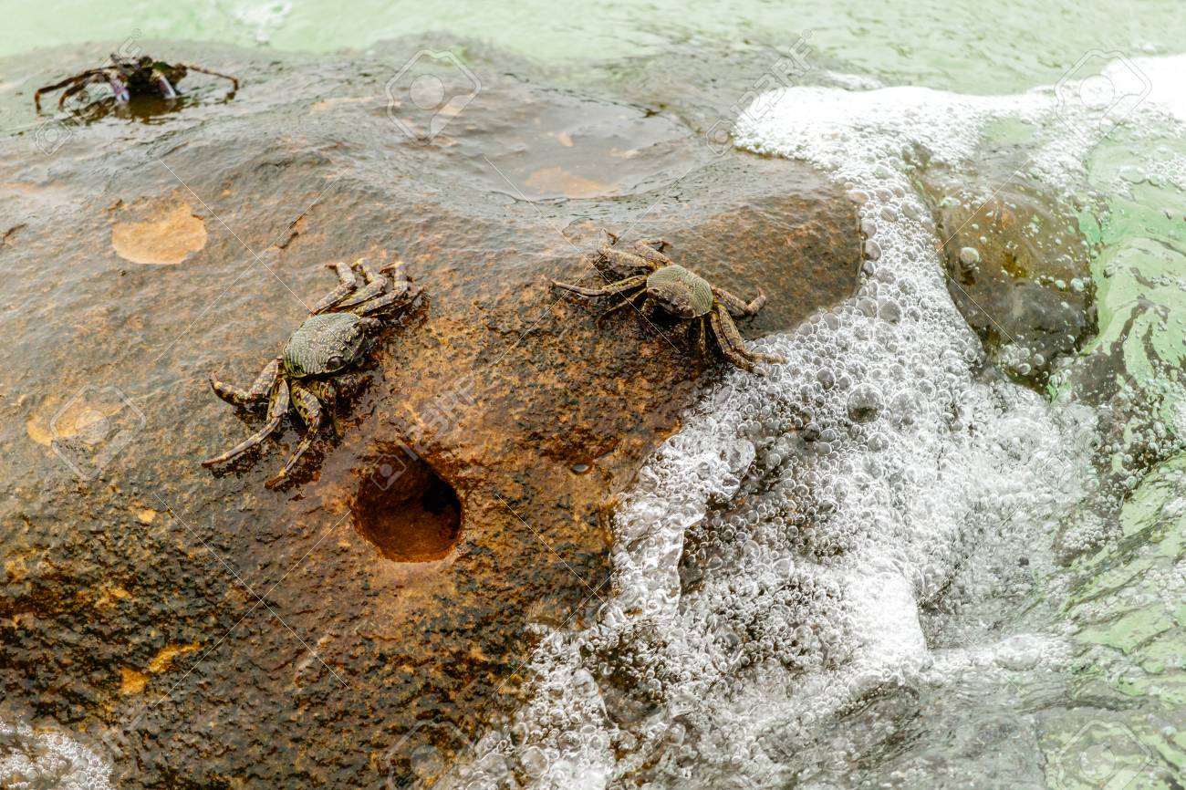 カニ泡波と岩の上クット島 タイ の写真素材 画像素材 Image