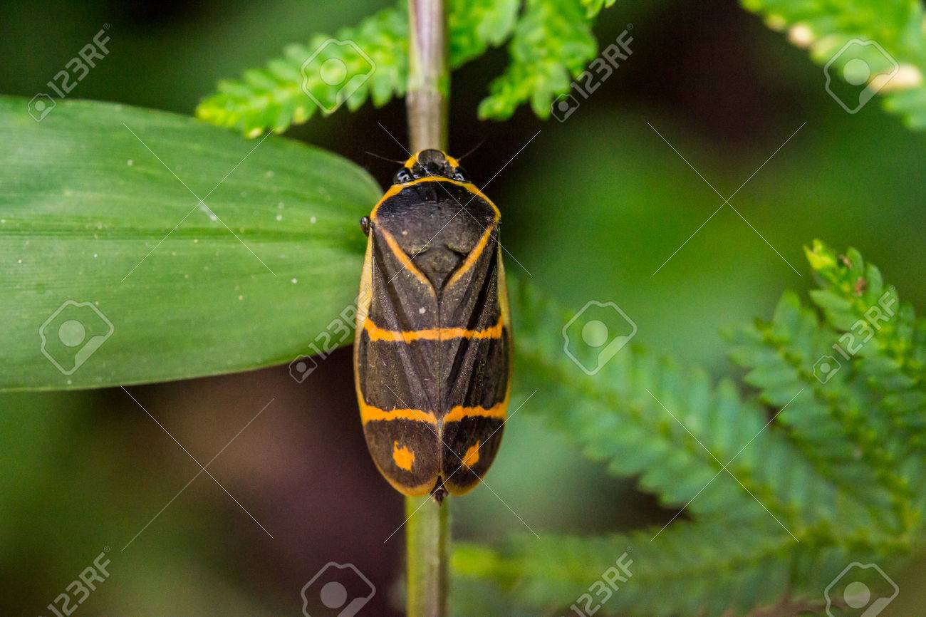 オレンジ色の点線黒虫植物に保持しています の写真素材 画像素材 Image オレンジ色の点線黒虫植物に保持しています の写真素材 画像素材 Image