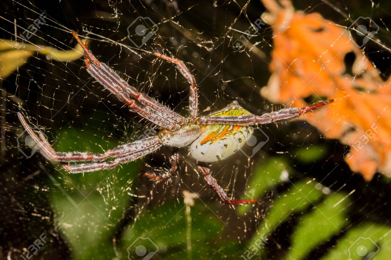 滝の森のクモの様々 な種類。 の写真素材・画像素材. Image 27019565.