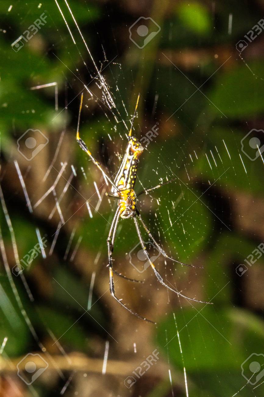 滝の森のクモの様々 な種類。 の写真素材・画像素材. Image 27019571.