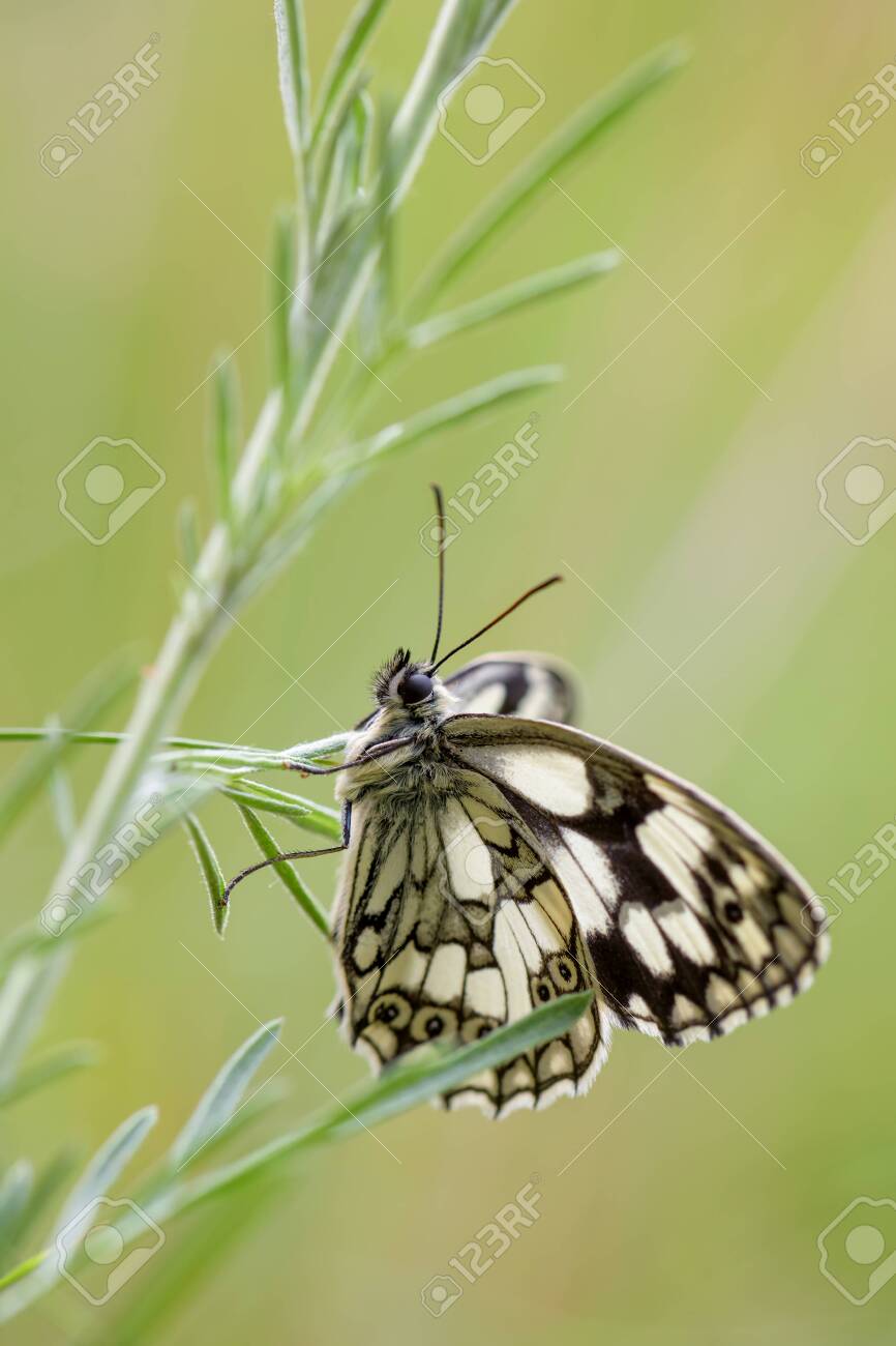 Marbled White Butterfly Melanargia Galathea Beautiful Black