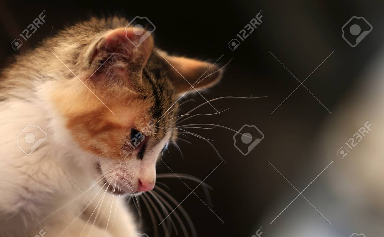 etiam-dictum-ipsum-a-felis