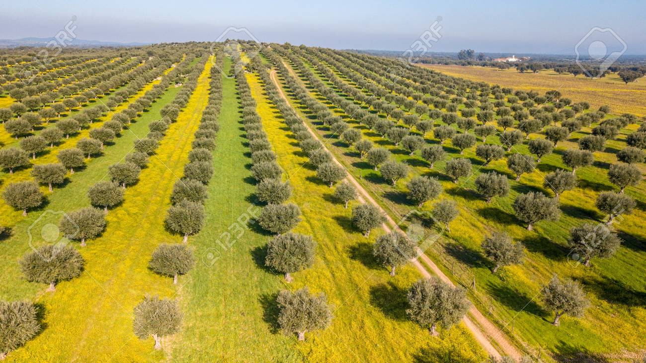 Drone aerial view of Giant olive grove in Alentejo Portugal - 118928175 Drone aerial view of Giant olive grove in Alentejo Portugal - 118928175