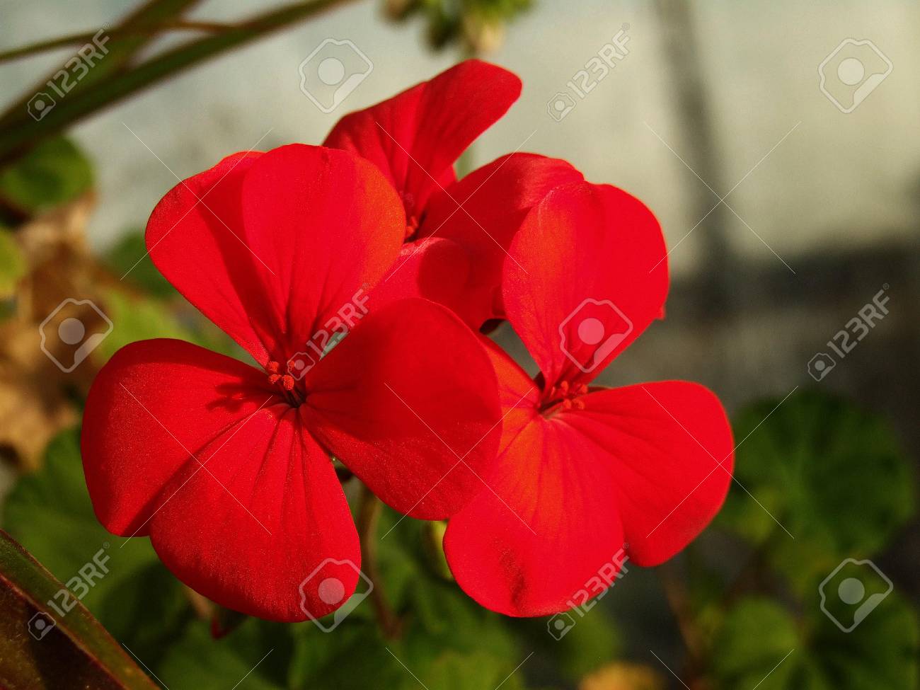 赤いゼラニウムの写真素材・画像素材 Image 57004744 