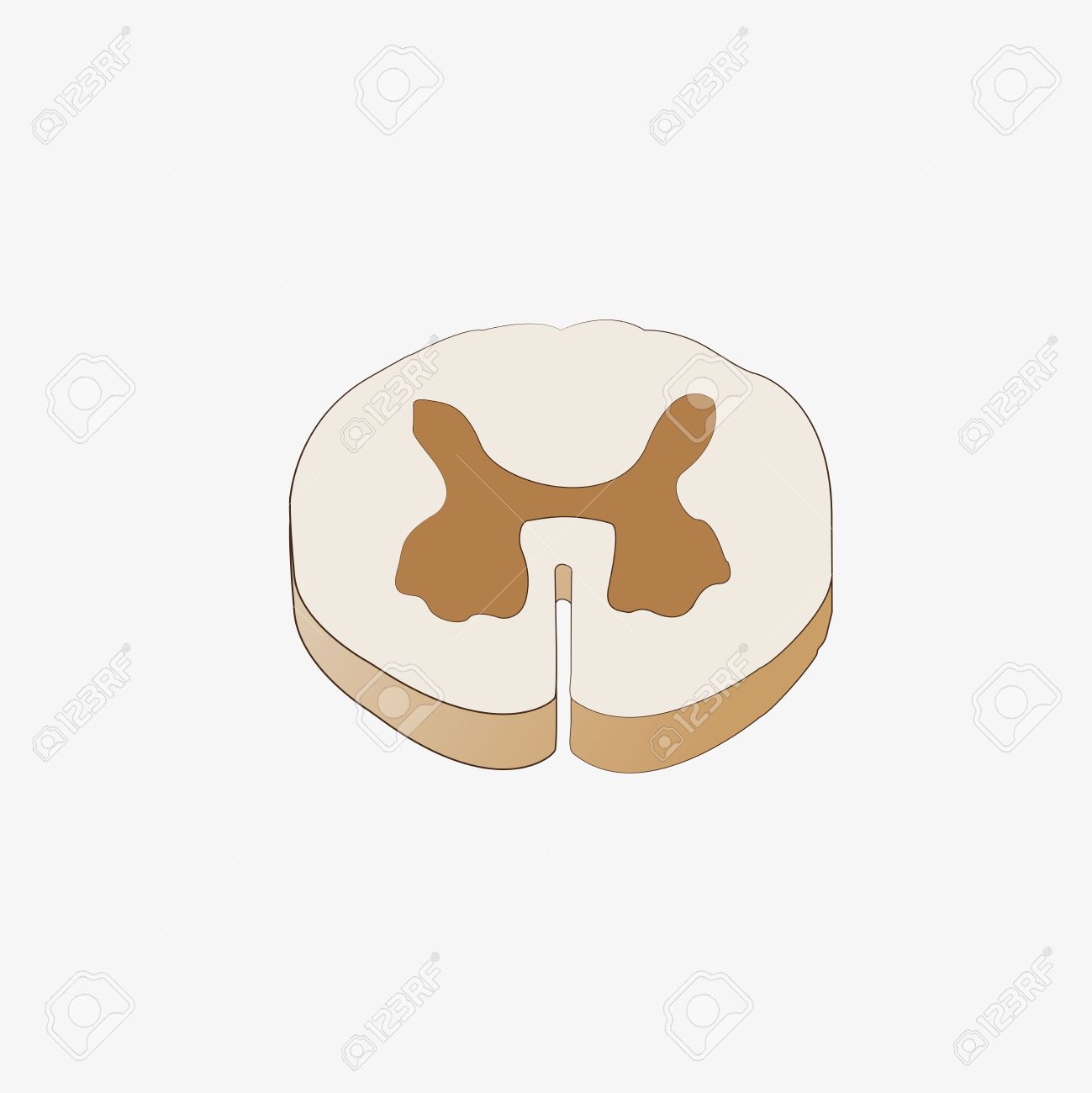 背骨の断面図 のイラスト素材 ベクタ Image