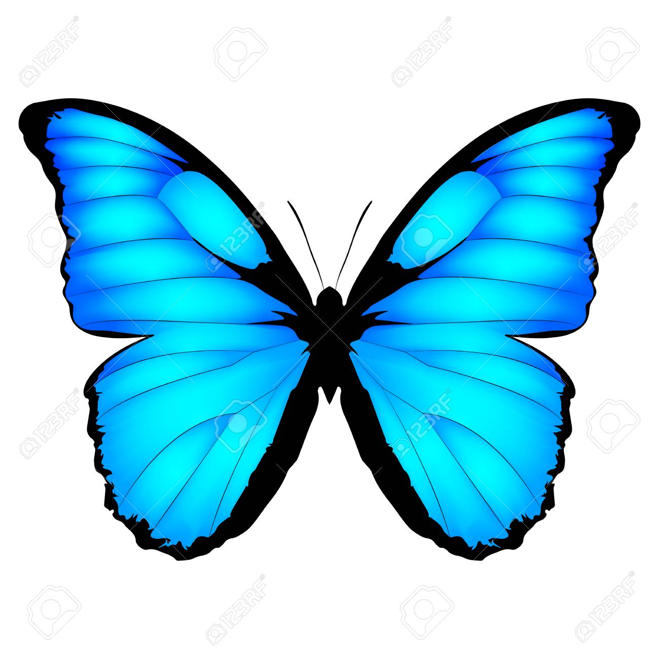 Blue Butterfly. Vector Illustration Of Exotic Butterfly Isolated On White  Background. Morpho Menelaus From Brazilia Royalty Free SVG, Cliparts,  Vectors, and Stock Illustration. Image 123239429., image size:1300x1300
