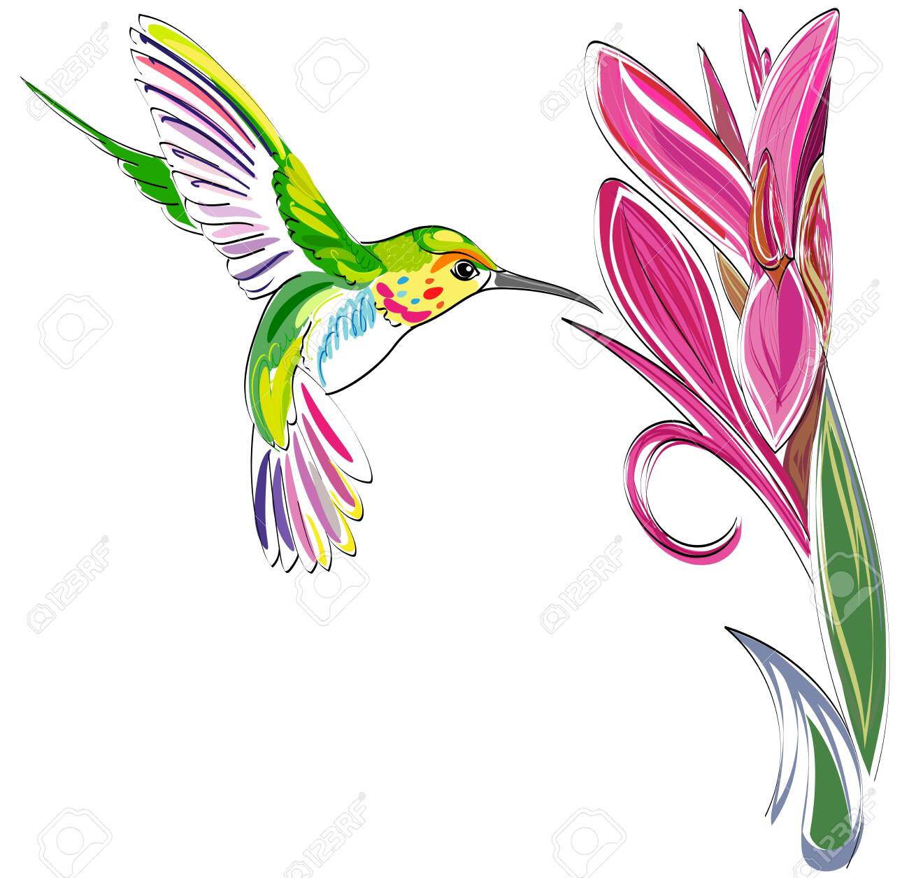 Hummingbird Vector Illustration Of Exotic Flying Colibri Bird With Flower Isolated On White Background Royalty Free Cliparts Vectors And Stock Illustration Image