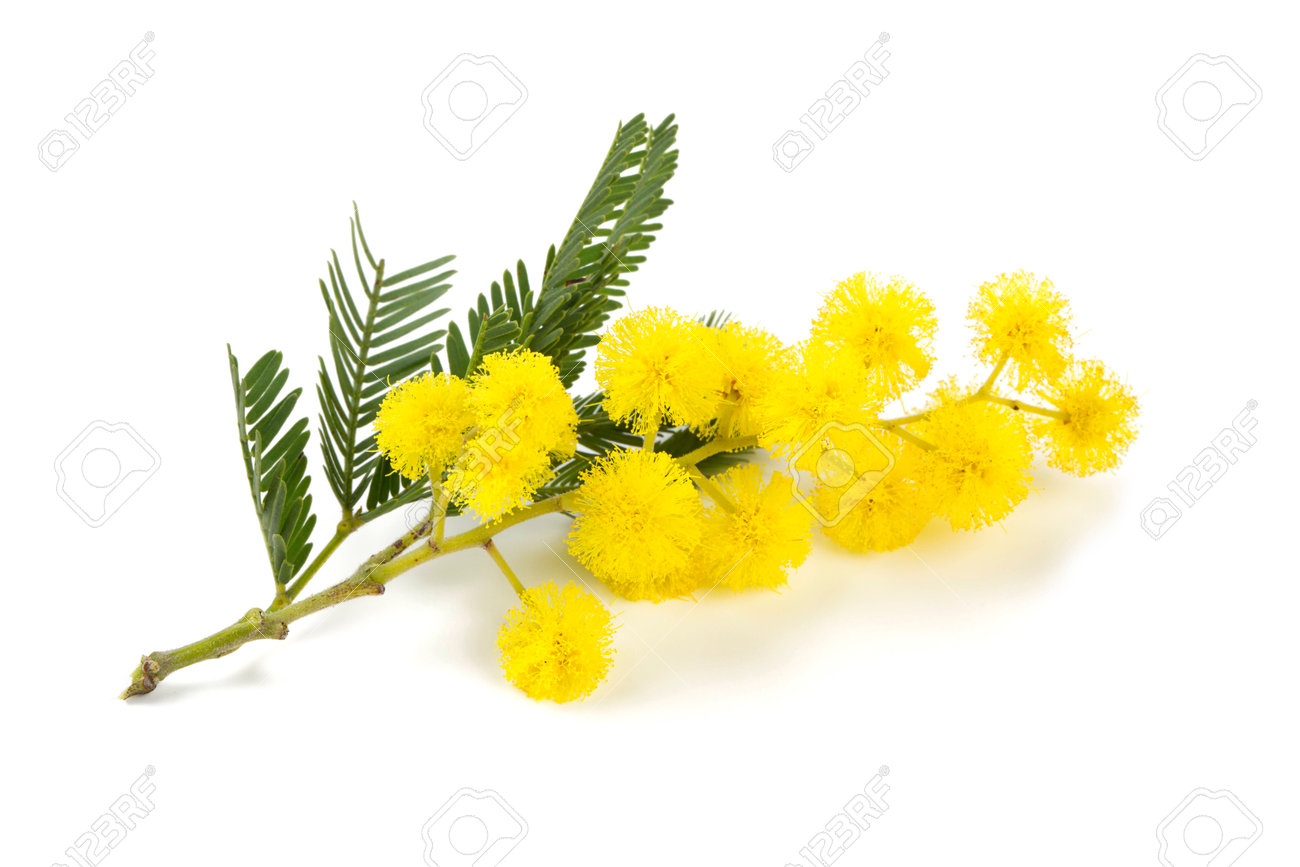 白い背景で隔離のミモザ の写真素材 画像素材 Image