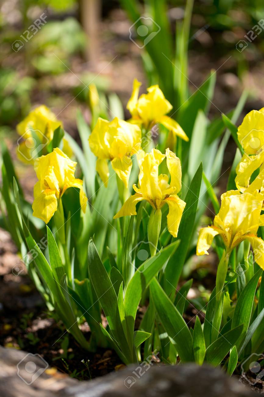 etiam-dictum-ipsum-a-felis