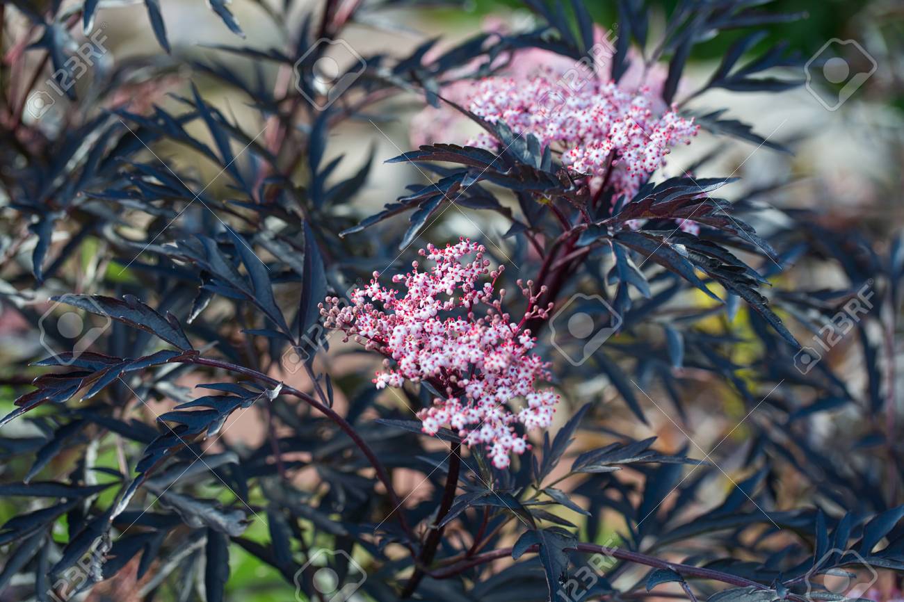セイヨウニワトコの花の ブラック レース の写真素材 画像素材 Image セイヨウニワトコの花の ブラック レース の写真素材 画像素材 Image