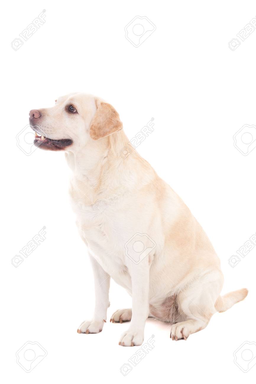 dog sitt