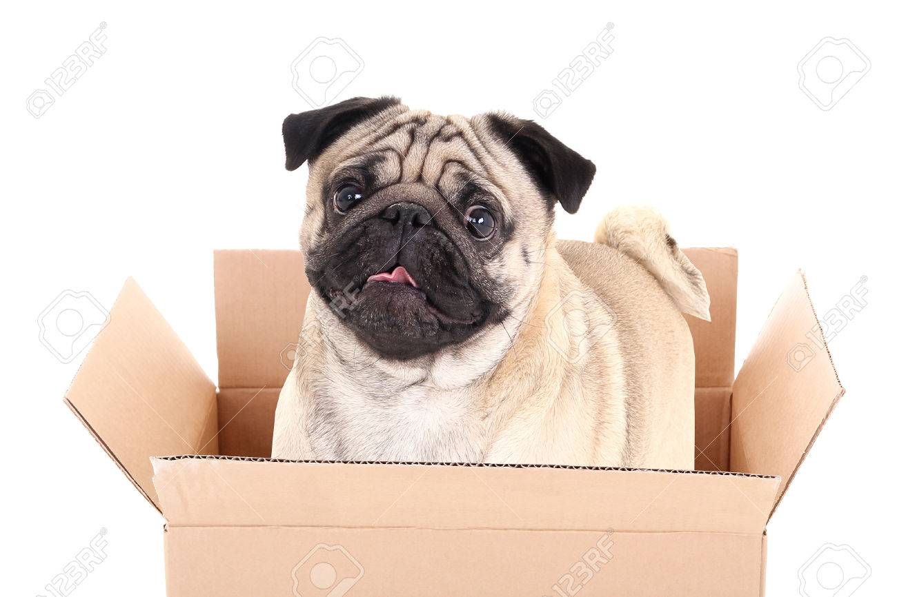 box a pug
