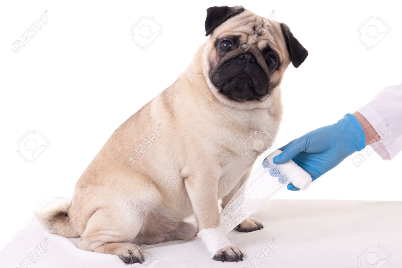 dog paw bandage dog paw bandage