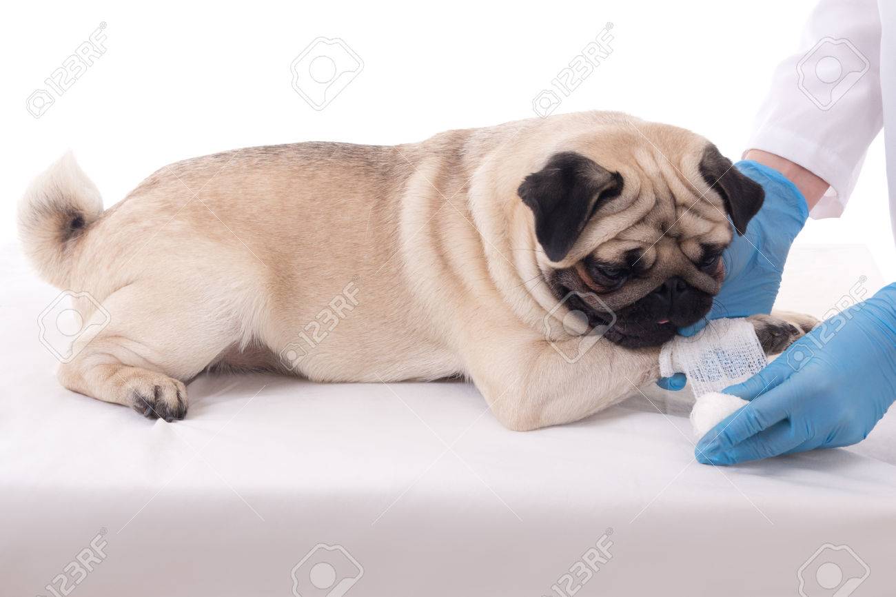 獣医のパグ犬の足の包帯を置く の写真素材 画像素材 Image 3809 獣医のパグ犬の足の包帯を置く の写真素材 画像素材 Image 3809