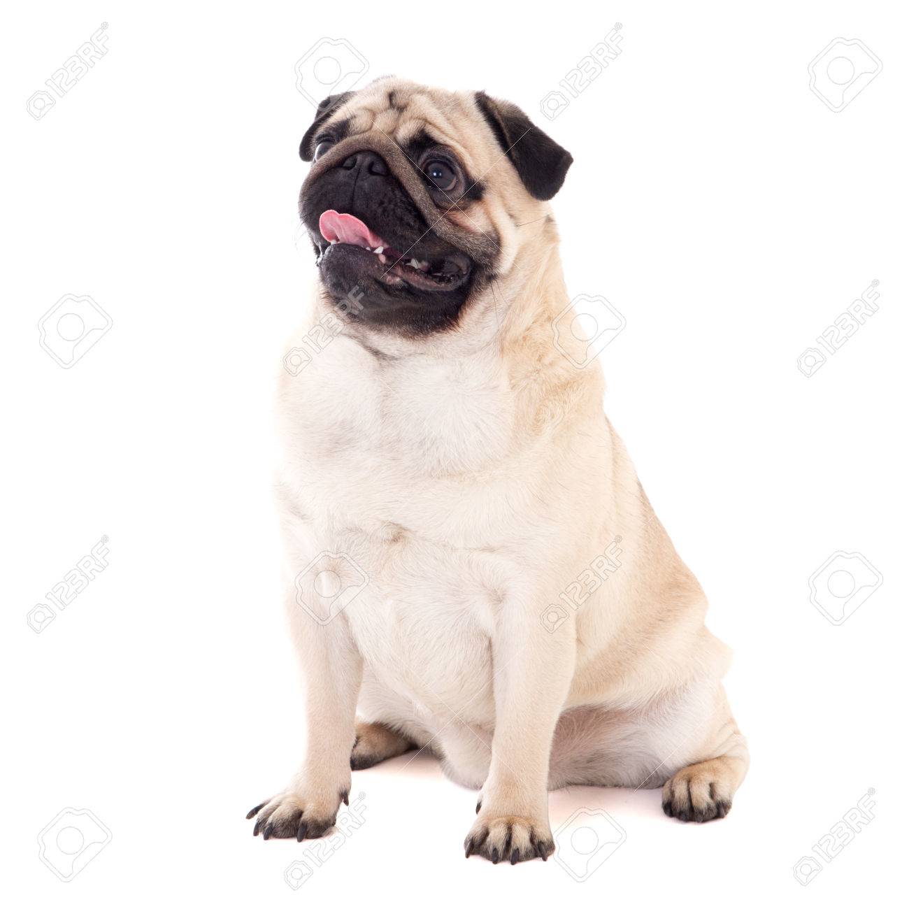パグ面白い犬座っている白い背景に分離 の写真素材 画像素材 Image パグ面白い犬座っている白い背景に分離 の写真素材 画像素材 Image