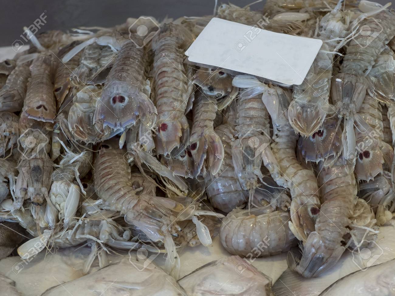 カマキリエビ セミ は 魚市場のベンチでクローズアップ カマキリの低木は真珠の白灰色の色を持ち 尾部には2つの特徴的な紫色の斑点があり 一対の目に似ています の写真素材 画像素材 Image