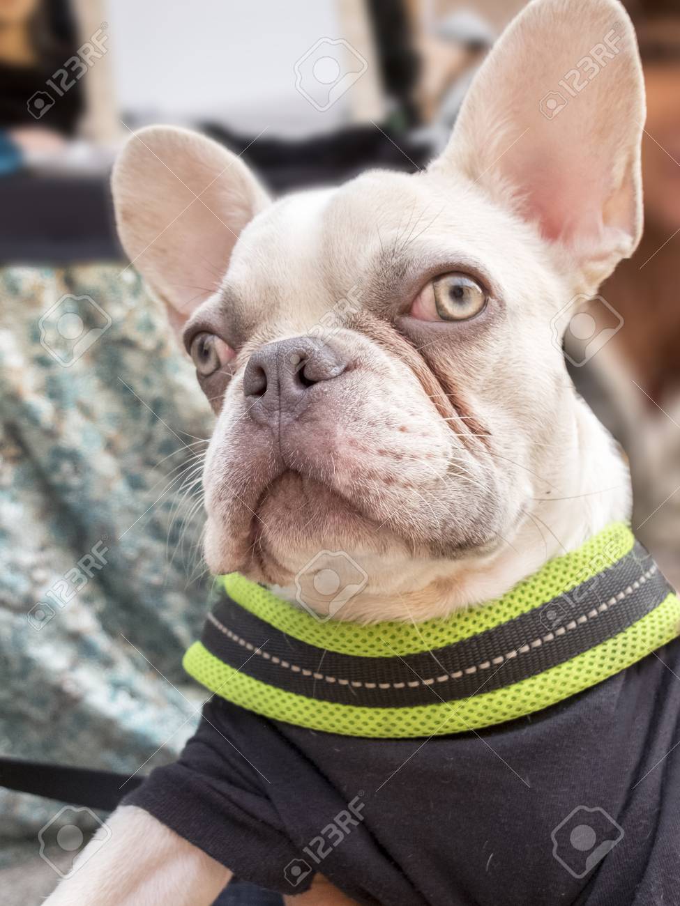 french bulldog onesies