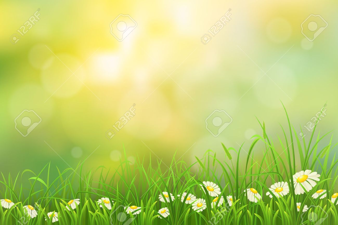 spring nature background with green grass and chamomiles royalty
