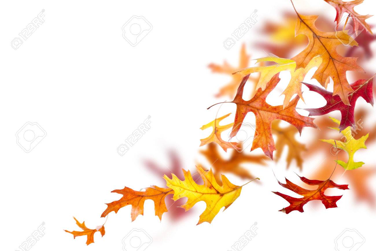 Autumn oak leaves falling and spinning isolated on white background - 44555651 Autumn oak leaves falling and spinning isolated on white background - 44555651