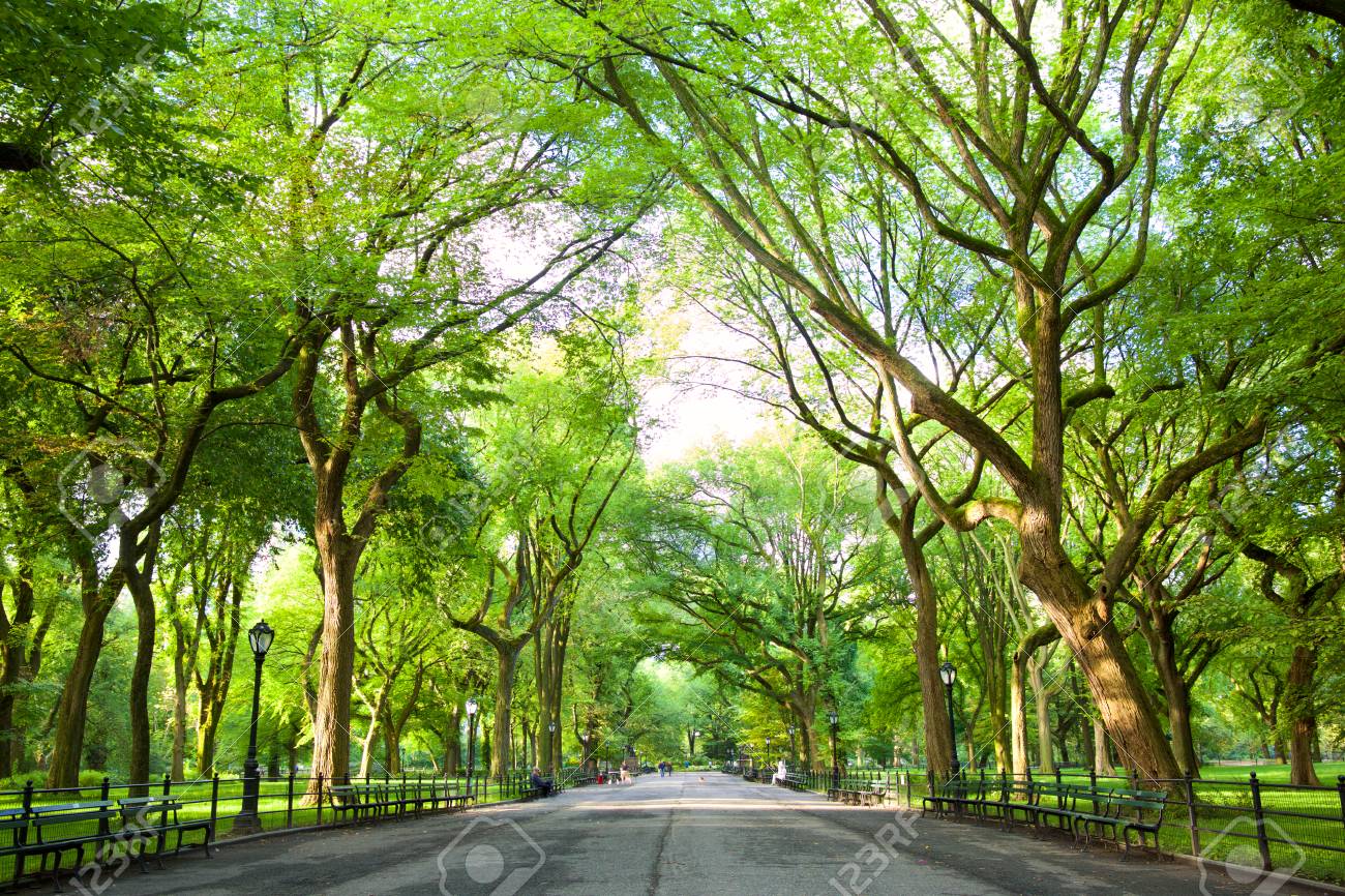 The Mall with American Elms in Central Park, New York - 113177152 The Mall with American Elms in Central Park, New York - 113177152