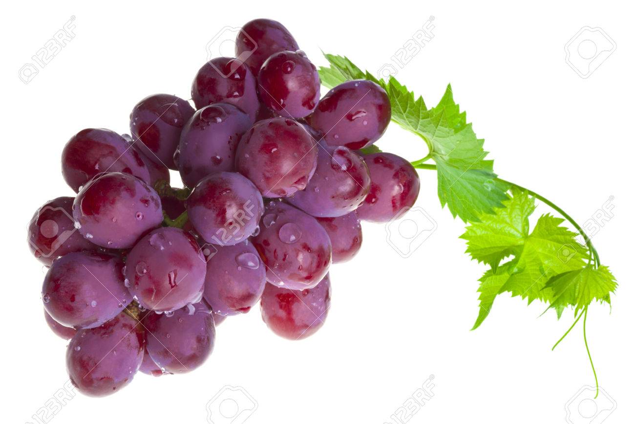 赤ブドウ葉白で隔離 の写真素材 画像素材 Image