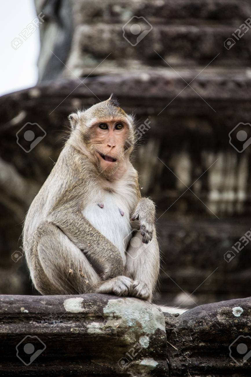 monkey playing and hacing fun at ankor what temple stock photo 19305824