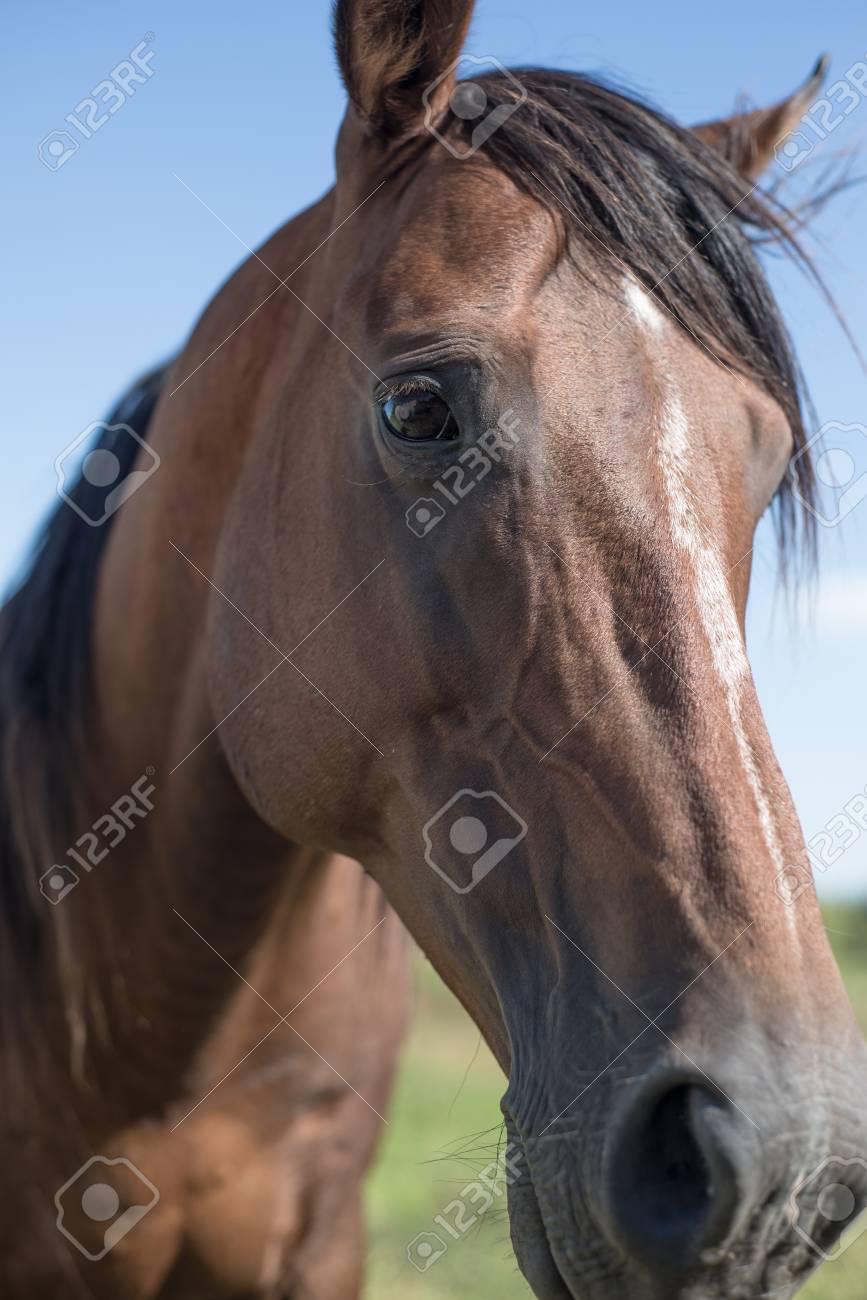 アルゼンチンの田舎ポロ動物の特別な馬 の写真素材 画像素材 Image アルゼンチンの田舎ポロ動物の特別な馬 の写真素材 画像素材 Image