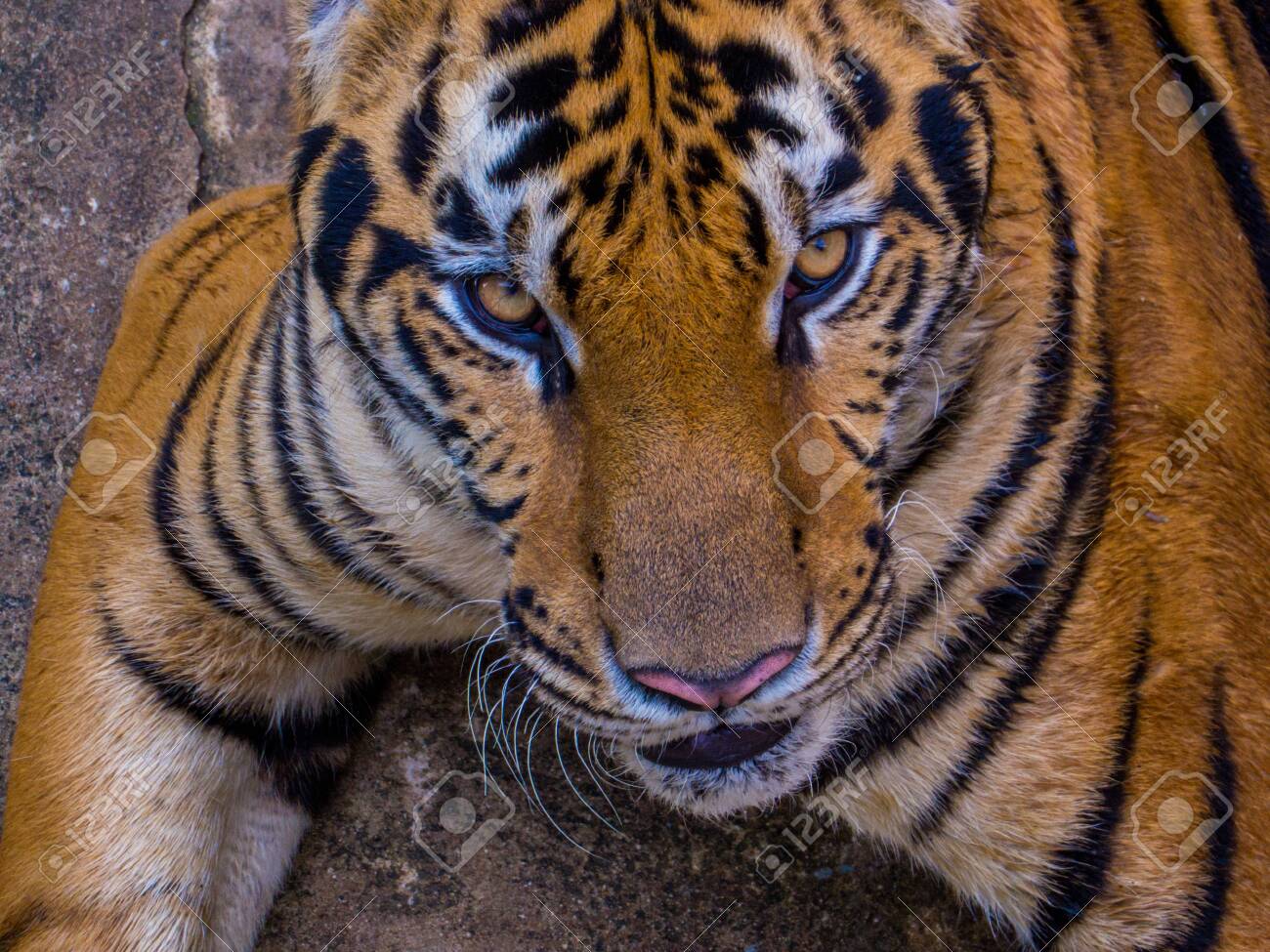 etiam-dictum-ipsum-a-felis