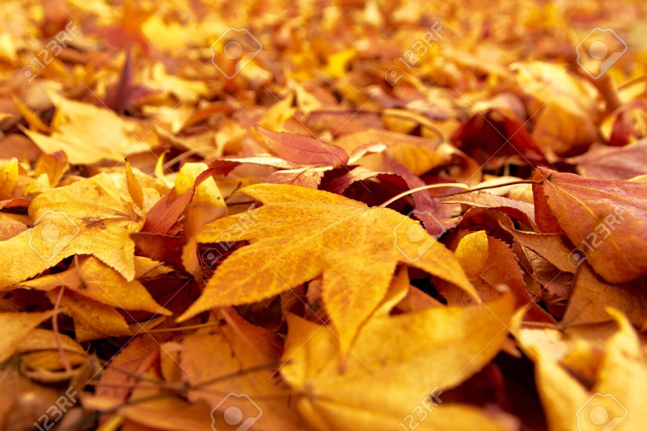 Fallen Leaves In Autumn Stock Photo Picture And Royalty Free Image Image Fallen Leaves In Autumn Stock Photo Picture And Royalty Free Image Image