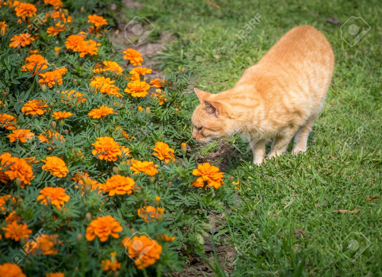 cat and orange flowers lima peru stock photo picture and royalty