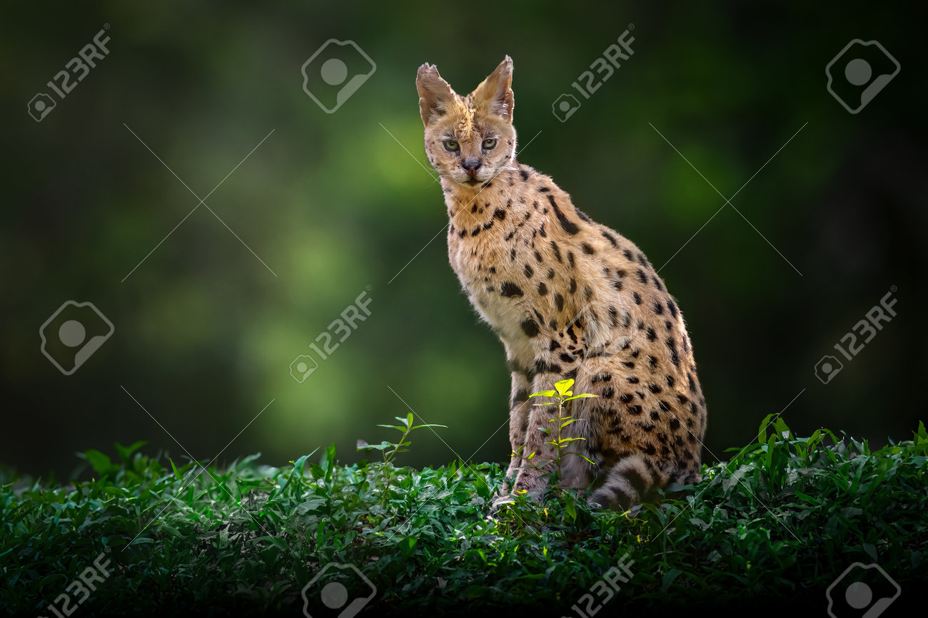 etiam-dictum-ipsum-a-felis