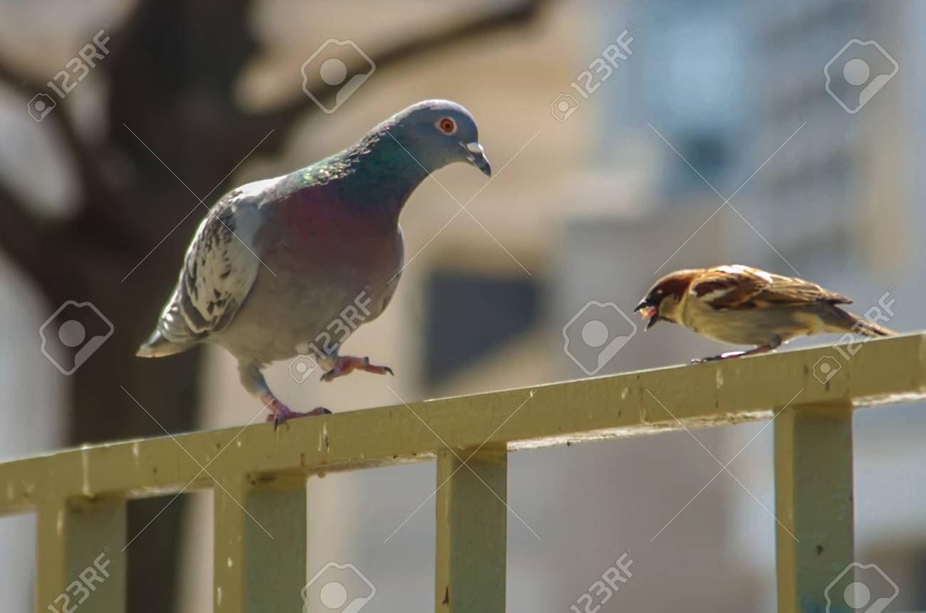 Pigeon And Sparrows Eating Piece Of Bread On Rail Stock Photo Picture And Royalty Free Image Image