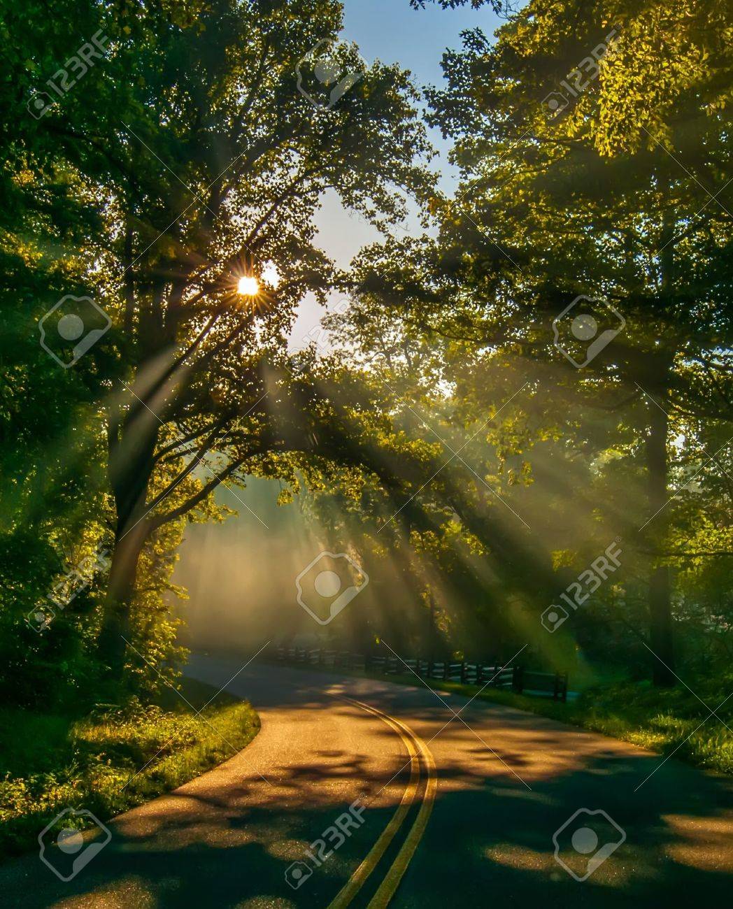 光と緑の木々 を通して太陽光線と森の中の道 の写真素材・画像素材 