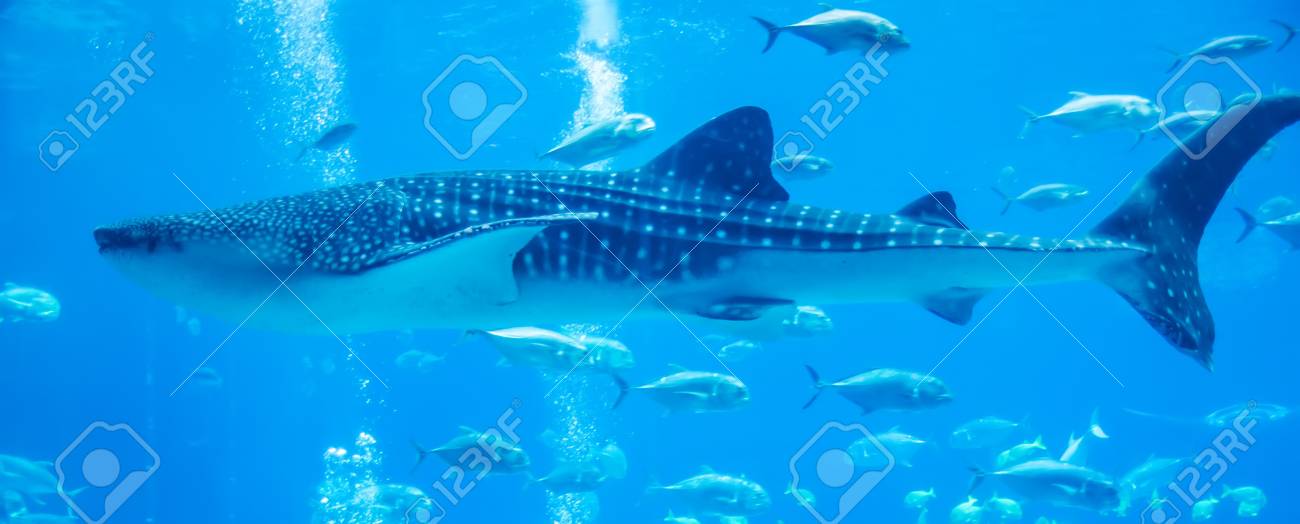 水中水族館でジンベイザメ の写真素材 画像素材 Image